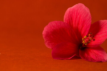 Photo of red china rose or hibiscus flower taken against red background with copy space. This...