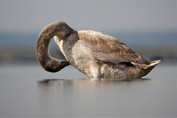 Obraz premium Swan on the lake