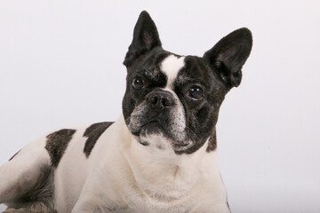 close up head portrait of a beautiful old french bulldog in front of a white background