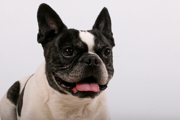 close up head portrait of a beautiful old french bulldog in front of a white background