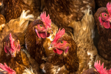 Chickens or hens on a Hen house footage with a lot of  brown feathers and red crests. Chicken and egg farm.