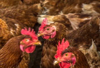 Chickens or hens on a Hen house footage with a lot of  brown feathers and red crests. Chicken and egg farm.