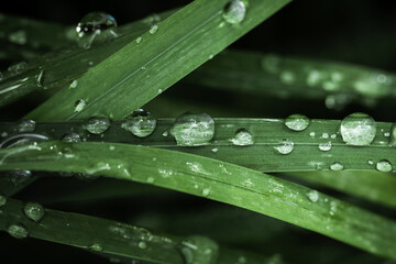 Macro shot of big water drops on green leaves after the rain. Selective focus. Big droplet of morning dew on the grass. Drops of clean transparent water
