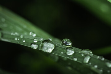 Macro shot of big water drops on green leaves after the rain. Selective focus. Big droplet of morning dew on the grass. Drops of clean transparent water