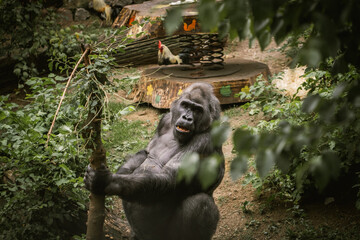 Huge male Gorilla peeling a stick at the zoo. Big monkey among the green trees searching for some food