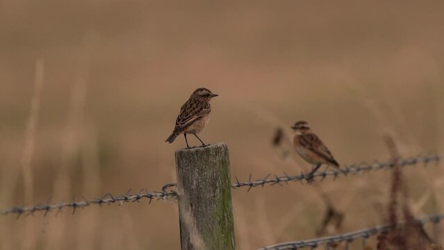 A whinchat (Saxicola rubetra) on a wooden pole