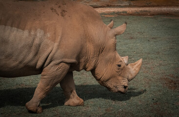 Fototapeta premium Rhinoceros (Rhinocerotidae), close-up of white rhinoceros in the field, Cantabria, Spain.