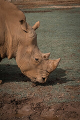 Obraz premium Rhinoceros (Rhinocerotidae), close-up of white rhinoceros in the field, Cantabria, Spain.