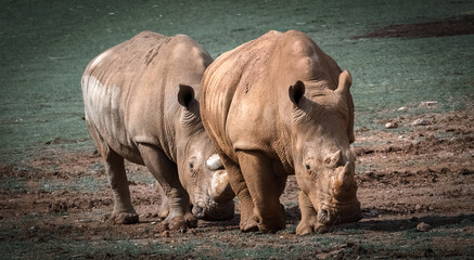 Naklejka premium Rhinoceros (Rhinocerotidae), close-up of white rhinoceros in the field, Cantabria, Spain.