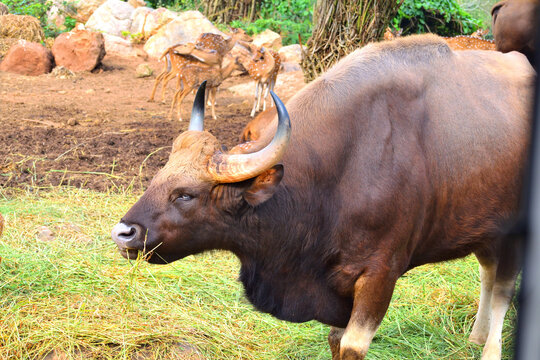 jungle buffallo spotted in jungle safari