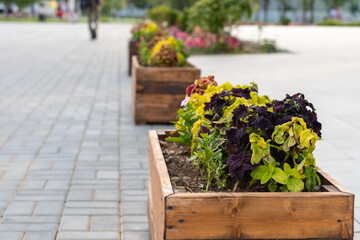 Wooden rectangular tubs with flowers on the street on the footpath with paving slabs