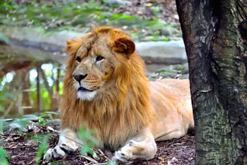 Naklejka na ściany i meble Beautiful Lion and Lioness spotted in the zoo