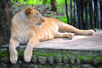 Beautiful Lion and Lioness spotted in the zoo