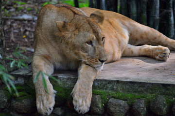 Beautiful Lion and Lioness spotted in the zoo