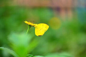 Beautiful Butterfly fly spotted in the garden
