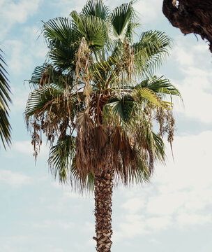 Imagen de una palmera tropical
