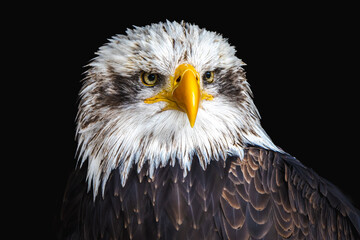 Bald Eagle Portrait