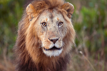 portrait of the Lion, closeup of the lion face in Masai Mara Kenya