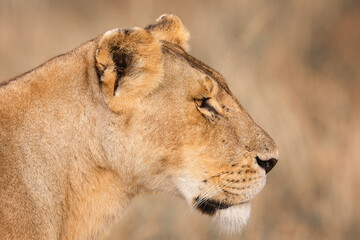 side portrait of the Lioness, closeup of the lioness face in Masai Mara Kenya