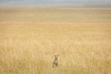 leopard in the grass in Masai Mara Kenya