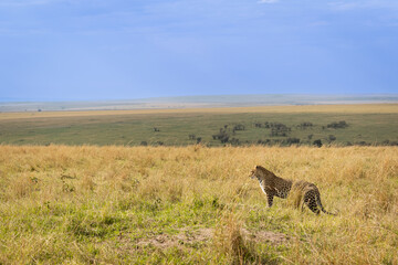 leopard in the savannah in Masai Mara Kenya