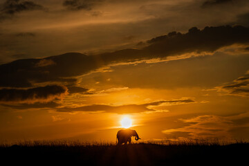 silhouette of a elephant against setting sun in Kenya Masai Mara. 