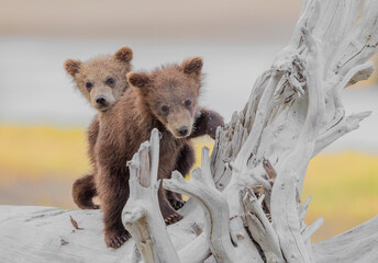 brown bear cubs on driftwood © David