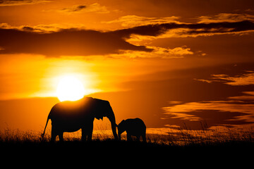 elephants at sunset with the baby in Masai Mara Kenya