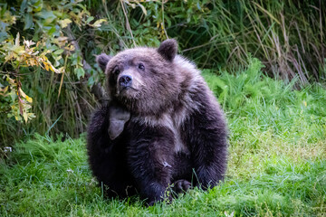 Obraz premium Brown Bear Cub