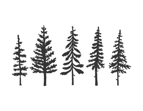 Collection of pine tree silhouettes. Vector, isolated