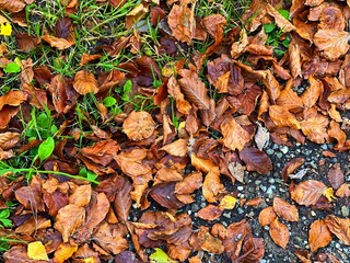 autumn leaves background