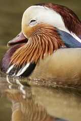 Vertical shot of a mandarin duck (Aix galericulata)