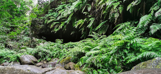 Los Tilos Forest on the island of La Palma, a place of indescribable beauty