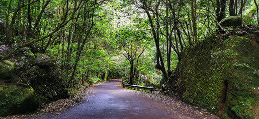 Los Tilos Forest on the island of La Palma, a place of indescribable beauty