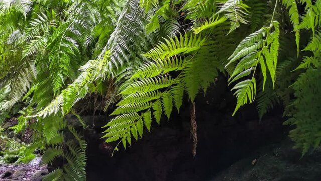 Los Tilos Forest on the island of La Palma, a place of indescribable beauty