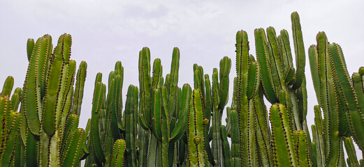 Green big cactus
