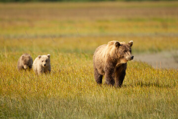 Grizzly bear mom and cubs in the grass