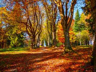 Autumn forest with a path