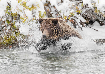 brown bear in water