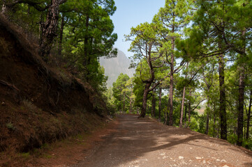 Fototapeta na wymiar Volcanic landscape on the island of La Palma in the Canary Islands