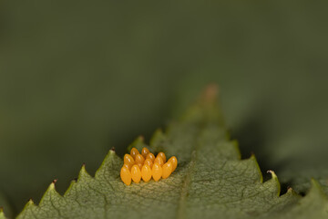 Yellow Eggs of a ladybird, ladybug, beetle, on a leaf, Coccinellidae