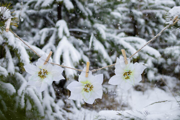 Poinsettias hanging on a rope on spruce branches in the winter forest during snowfall. New Year's decoration on a Christmas tree