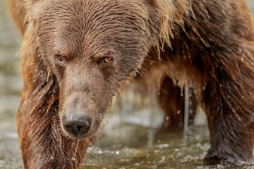grizzly bear close up