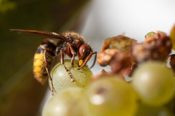 Close up of a living hornet eating on a grape, vespa crabro