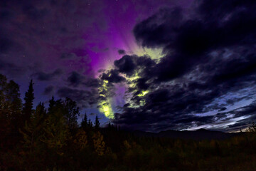 Naklejka premium Stars, Aurora, Clouds and Trees