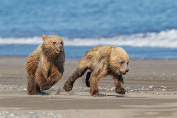 Obraz premium brown bear cubs