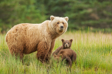 Grizzly bear mother and cubs