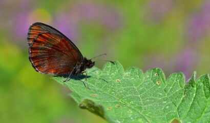  Erebia aethiops 836