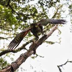 Kea, Aspiring National Park, New Zealand