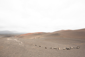 Camels and tourists at Timanfaya's national park in Lanzarote